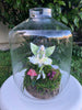 Fairy Jars (For Hire)