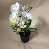 Orchid - White (For Hire)